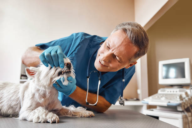 Best Weekend Emergency Dentist in South Berwick, ME